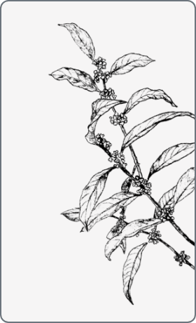 金木犀