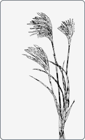 薄