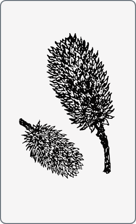野胡桃