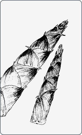 淡竹