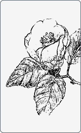 椿