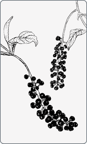 洋種山牛蒡